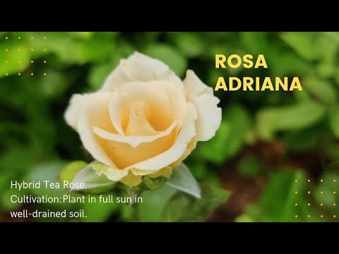 Rosa Adriana Hybrid Tea Rose ##Cream Colour #4k Frame 60FPS
