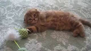 Шотландская вислоухая кошка видео Шотландская вислоухая кошка видео
