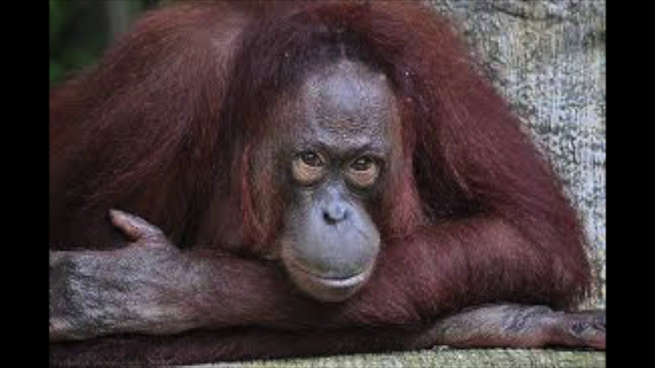  Endangered  Orangutan  PSA YouTube
