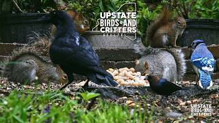 Upstate Birds And Critters 052426