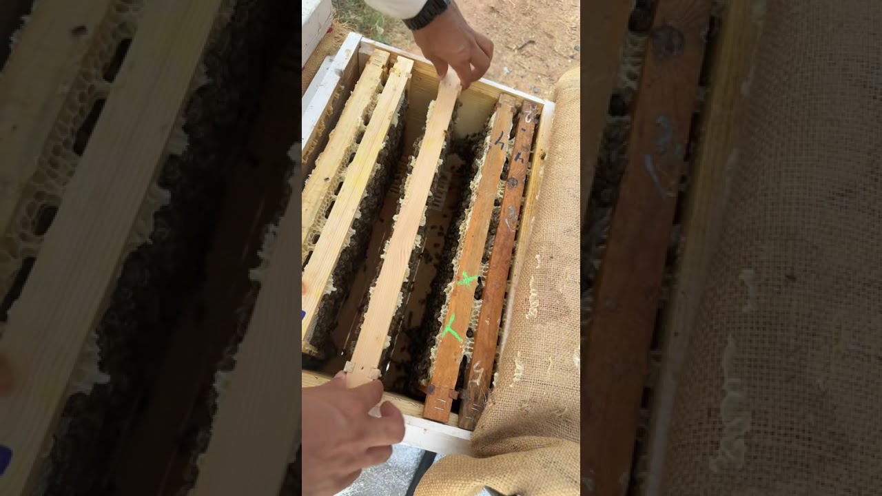 افضل طريقه لتكاثر النحل !! 