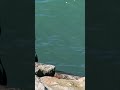 السمك البوري مصب سبو الصنارة لذيذ مهدية المغرب الروعة الجمال السمك البوري مصب سبو الصنارة لذيذ مهدية المغرب الروعة الجمال