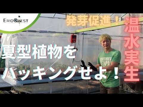 【DIY】冬でも春夏型の発芽を促進させる装置【温水実生】