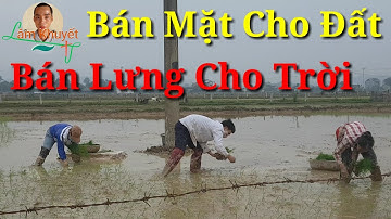 Nông Dân, Cấy Lúa Bằng Tay/ Hand Planting Rice/ Lúa Vụ Đông Xuân/ Lâm Khuyết