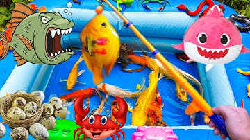 Thỏ Vlog Đi Câu Cá, Câu Được Con Cua Màu Sắc Đẹp, Tìm  Được Ổ Trứng Khủng Long - Phần 25