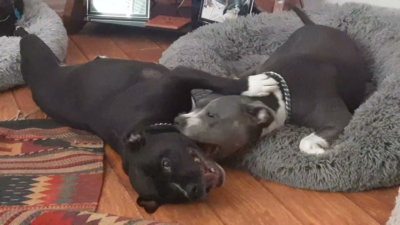 A bit more of Sunday am, Gypsy n Raine ❤️🐾