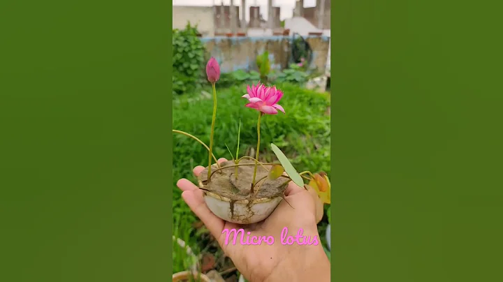 micro lotus growing on 4 inch pot/ pot inside pot method - DayDayNews