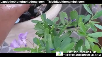 Hướng dẫn thiết kế lắp đặt hệ thống tưới cây cảnh, bonsai, hoa hồng trên sân thượng nhà phố tự động