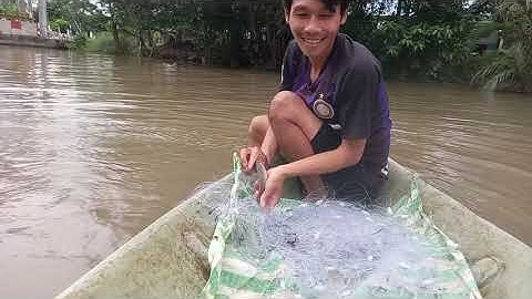 Trải nghiệm thả lưới cá mè vinh. Mùa nước lũ.#14net of sesame fish on rivers in the west of Can Tho