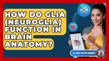 How Do Glia (Neuroglia) Function In Brain Anatomy? - All About Anatomy Answers