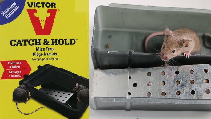 Trazon Humane Mouse Traps Catch and Release That Work - Mouse