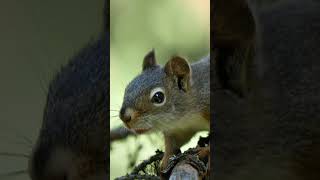 The Chattering of a Pine Squirrel