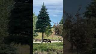 Video of Lava Campground, ID from Jeremy H.
