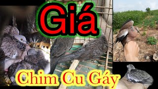 Nhiêu anh em băn khoan về giá chim Gáy cú