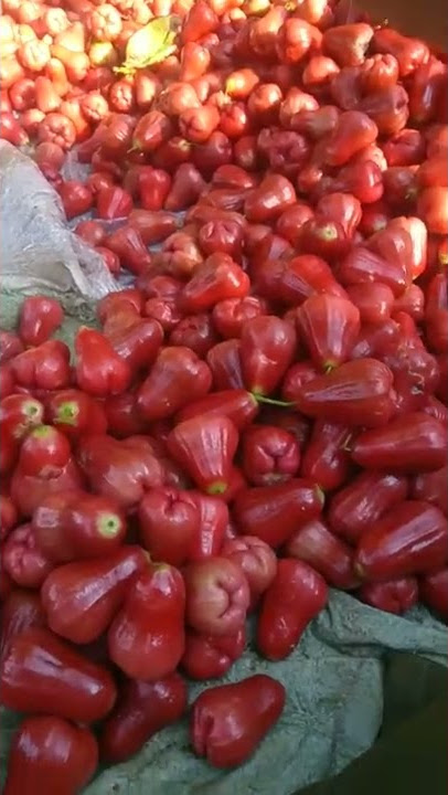 panen jambu citra ratusan juta