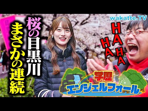 ドンピシャ祭り 桜満開の目黒川で学歴エンジェルフォール Wakatte TV 1226
