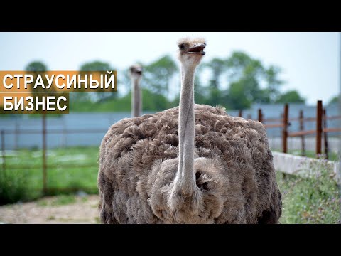 Видео: Как собирают страусиные перья?
