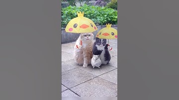 The cat is waiting for something#video #watching #subscribe #cat #waiting #for #something #shorts