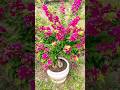 Do you have Bougainville like this? post your photos 😘🥰 #bougainvillea
