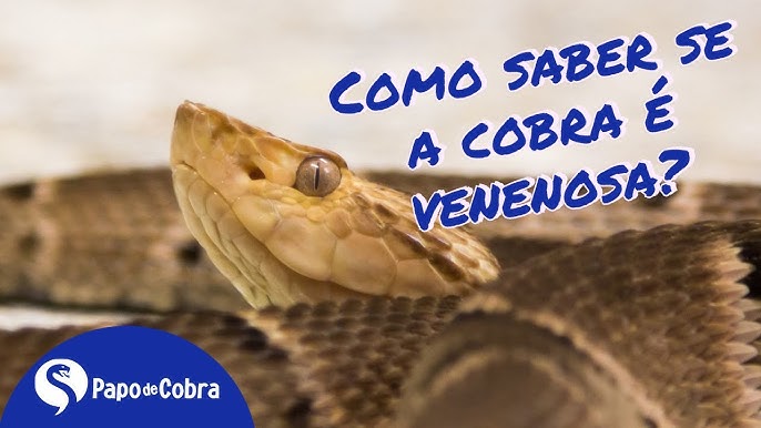 Foto de Cobra Azul Insularis e mais fotos de stock de Cobra