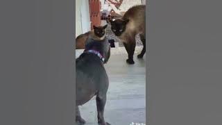 Tarung Antar Genk! Anjing Vs Kucing! 🤣🤣🤣