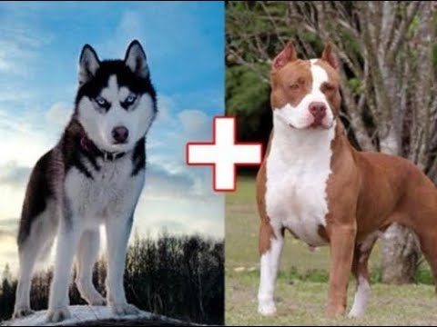 როგორ მოვიქცეთ სხვადასხვა ძაღლის შეჯვარება თუ მოხდა შემთხვევით...ან ქუჩის ძაღლთან შეჯვარდა.