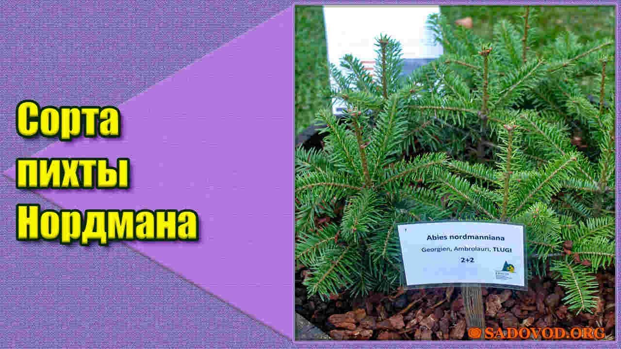 Сорта пихты Нордмана - YouTube