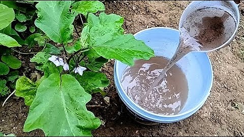 Thêm Nó Vào Nước Tưới Cho Cây, Bất Ngờ Sảy Ra Sau Một Đêm