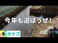 年の初めにタナゴと遊ぼう！ 【冬のタナゴ釣り】Micro (tanago) fishing in Japan in the winter of 2020-21