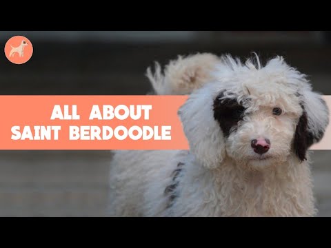 Saint Berdoodle: Things You Need To Know Before Getting One