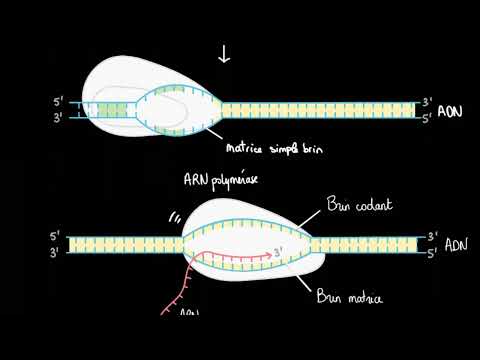 Vidéo: Où s'arrête la transcription ?