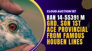 BAN14-55391 M✨Grd. Son 1st ACE Provincial | From Famous Houben Lines!!!✨✨