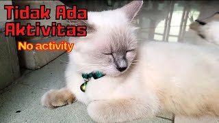 This is what happens with three cats when there is no activity by SabeTian Animals 104 views 1 month ago 4 minutes, 5 seconds
