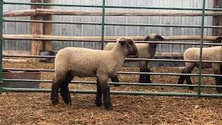 Rives Livestock 2022 Lot 4