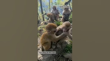 monkey video, monkey, monkey baby, baby monkey ,bon bon monkey #viral #trending #shorts