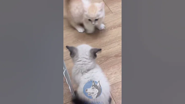 Watch the video about "Meow Billi||Auto-Sensing Munchkin Cat! 💙🐾 Adorable Blue Golden Munchkin Moments"❤️😻❤️
