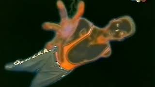Bosstune - My Thang (original video 1995)