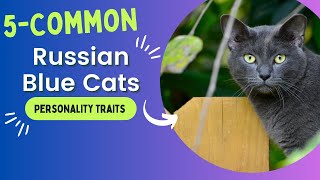5 Common Russian Blue Cats Personality Traits