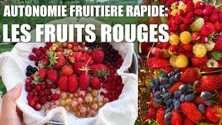 Les fruits rouges, PRODUCTIFS dès les 1ères années, tour de mes favoris pour l'autonomie alimentaire