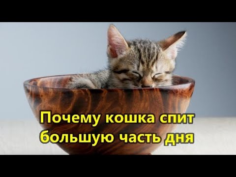 Почему кошка спит большую часть дня