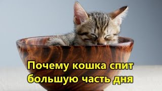 Почему кошка спит большую часть дня