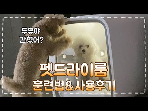 펫드라이룸 훈련법 I 쿠쿠 넬로 NELLO 드라이룸 솔직 사용후기