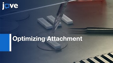 Optimizing Attachment Of Human Mesenchymal Stem Cells: Electrospun Yarns l Protocol Preview