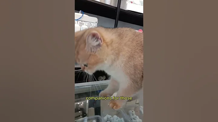 Watch the video about Why the British Shorthair is the Best Cat for Comfort? 🐱#shorts #catshorts #catlovers #cat