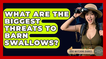 What Are The Biggest Threats To Barn Swallows? - Bird Watching Diaries