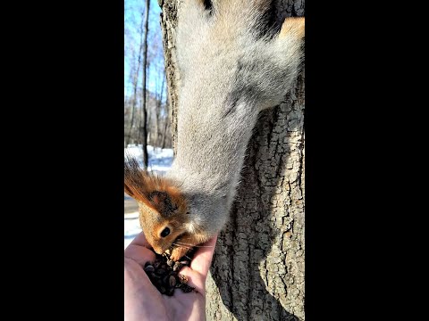 Уговорил белку сесть на ладонь / Persuaded the squirrel to sit on the palm of his hand