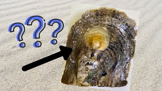 Mysterious Oyster!!! (Reveals 8181  8193)