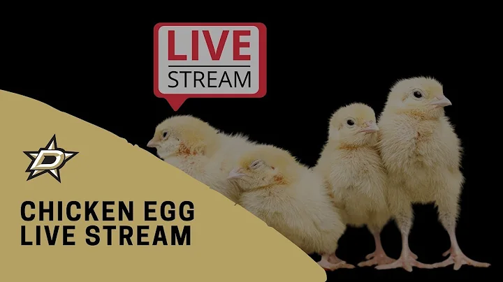 Live Chicken Cam
