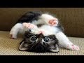 ♥面白いことをしているかわいい犬と猫P27♥面白い動画2018