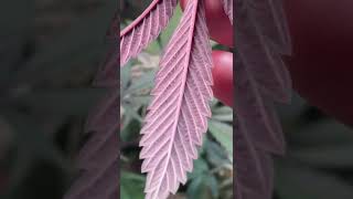 What do plants do with Co2 ?